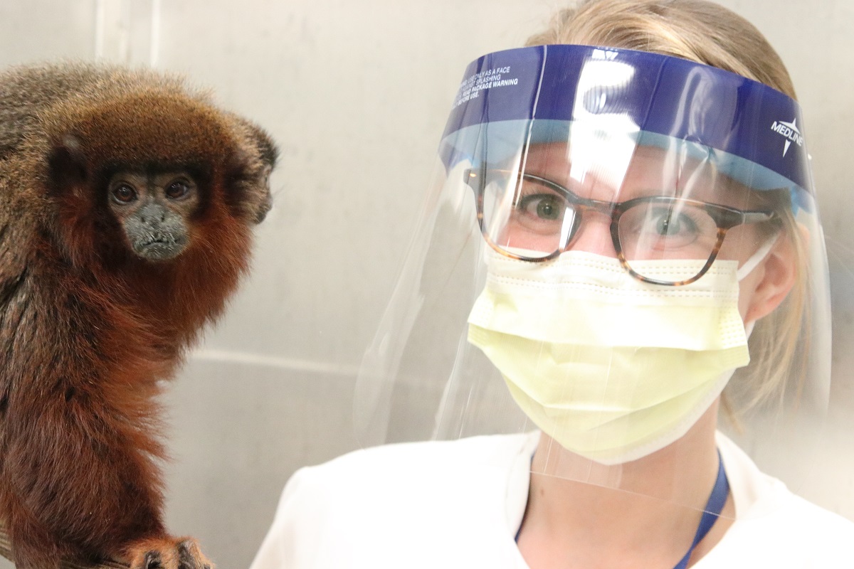 Lynea Witczak titi monkey1.jpg